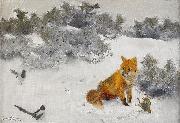 Fox in Winter Landscape
